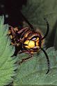 Dolichovespula_sylvestris_P1239_Z_75_Les Gris_Frankrijk